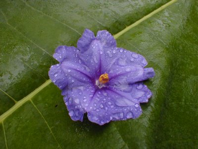 Solanum flower on T Rex