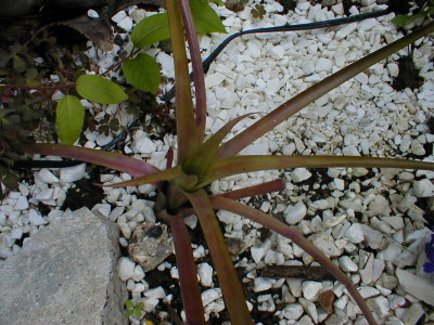 Aechmea calyculata x recurvata