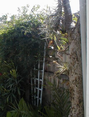 View from the kitchen window (Tillandsia tenuifolia & T. aeranthos)
