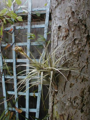 Tillandsia tenuifolia