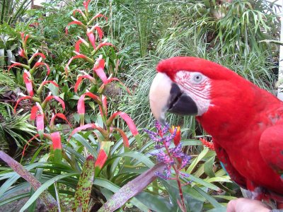 Funny how my Amazon Macaw (Gaia) suits Bromeliad flowers. Not hard to see why Brazilian Carnival is so colourful!