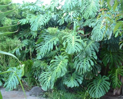 My monsterous Monstera deliciosa!