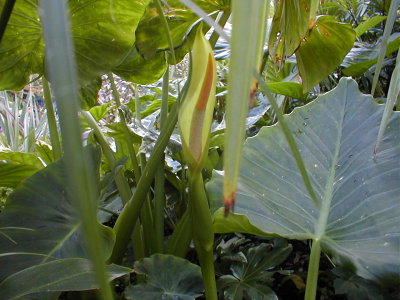 Alocasia odora flowering