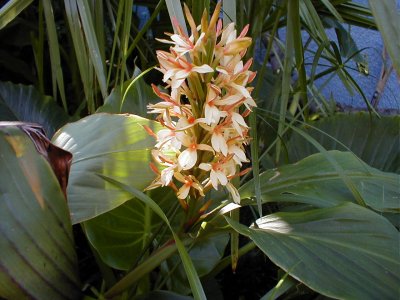 Hedychium densiflorum 'Stephen'