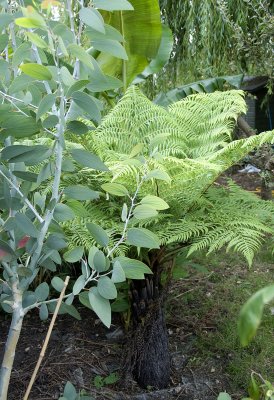 Cyathea australis