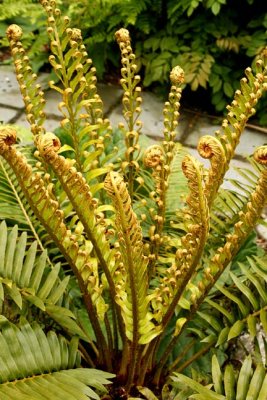 blechnum_tabulare.jpg