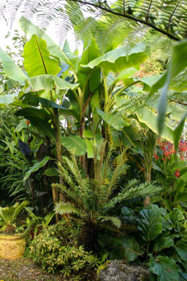 Blechnum_tab.jpg