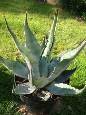 Agave salmiana var. ferox variety type-thing new purchase 2007