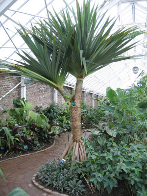 Pandanus sp.