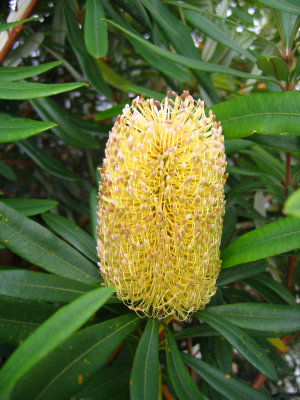 Banksia flower