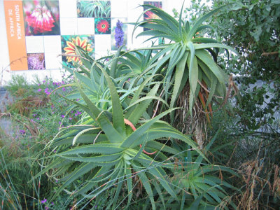 Aloe species.
