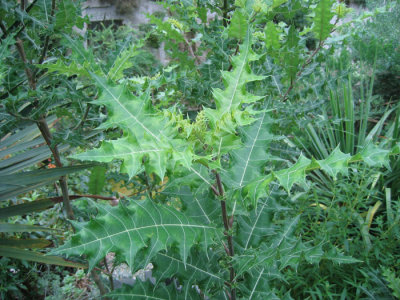 Acanthus arboreus