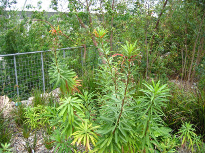 Lobelia excelsa