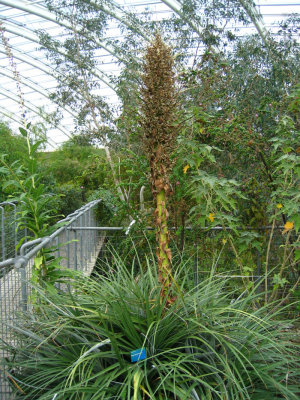 Puya berteroneana