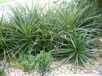 Puya chilensis