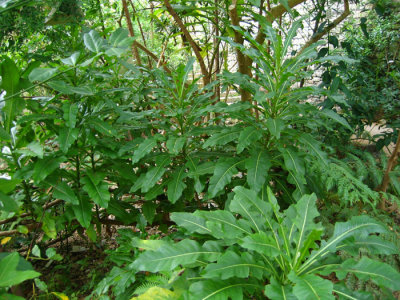 Sonchus fruticosus