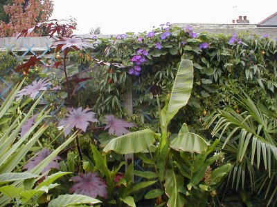 Ricinus New Zealand Purple; gingers; Musa sikkimensis