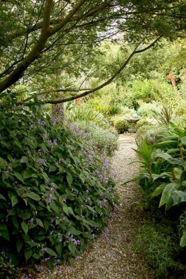 Strobilanthes_atropurpureus.jpg