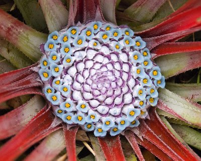 Fascicularia flower