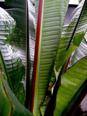 Hiniba midrib