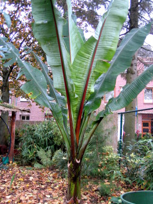 Hiniba