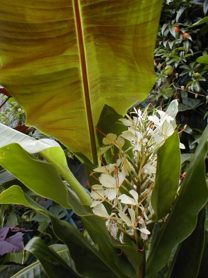 Hedychium 'Devon Cream' & sikki leaf