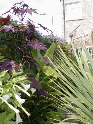 Brugmansia & Ricinus