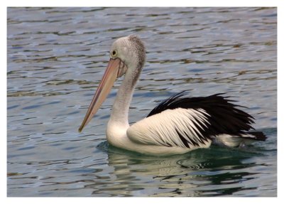 Wildlife