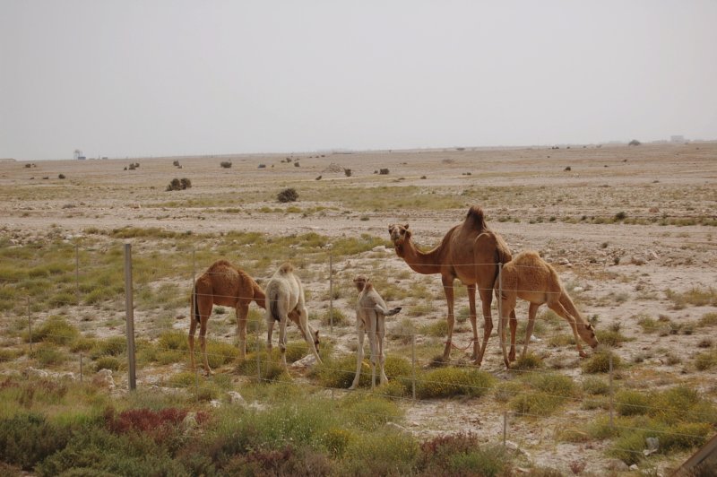 3 young camels