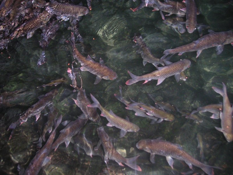 Ikan Keramat di Gua Ngerong