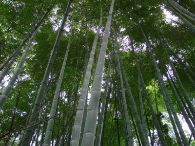Todoroki Valley