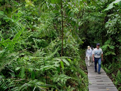 Jungle Trek - Sangkimah TNKT