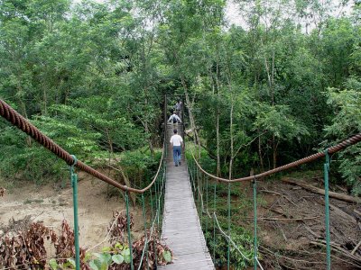 Jungle Walk - Sangkimah