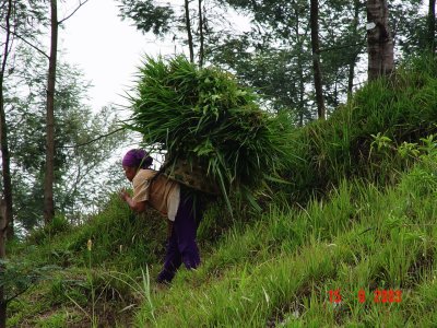 Pencari Rumput di kaki Merapi