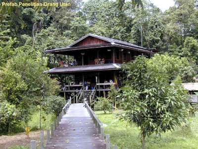 Kamp penelitian orang utan