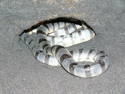 Sea Snake in Tanah Lot