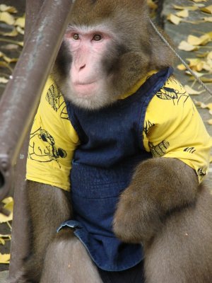 Show Monkey - a diligent Japanese Macacus