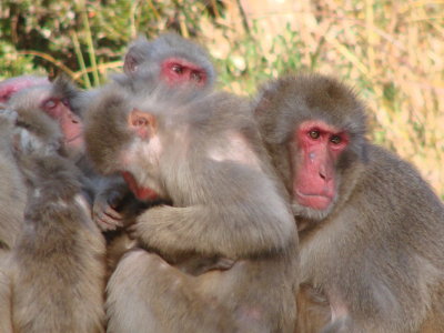 Keeping warm in togetherness