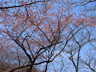 Sakura Blossom - Ueno