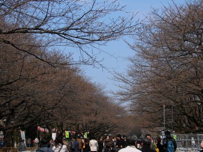 Ueno - Just about Sakura blossom