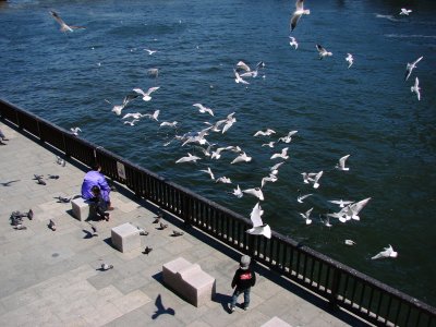 Feeding the bird
