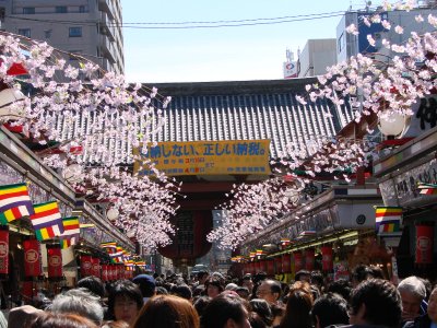 Asakusha greeting the Chrerry Blossom
