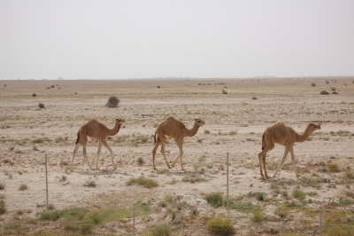 3 young camels