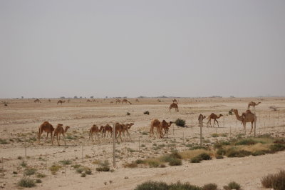 Camel feeding ground