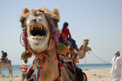 Happy Camel
