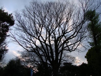 Ueno Spring