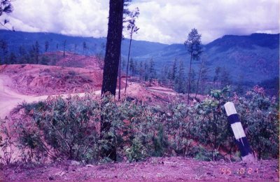 Hutan Pinus yg diambil kayunya