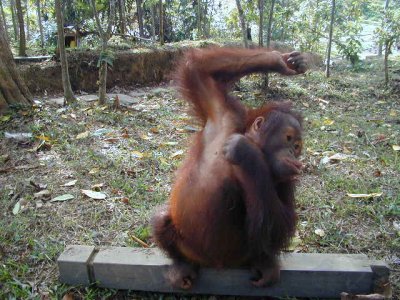 Orang Utan