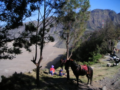 Bromo Horse