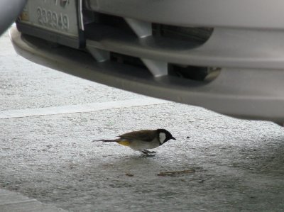 burung kecil mencari remah2 di tempat parkir